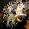Nudi & Shrimp